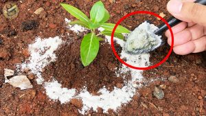 Using fossil shell powder in your garden,.